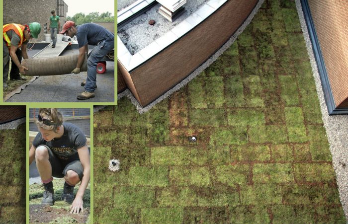 Cégep de Rosemont - Développement durable - toits verts